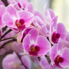 Delikatne, różowe kwiaty storczyka, znane też jako orchidea, tworzą bujny bukiet.
