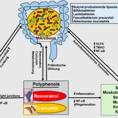 Polyphenole wie Resveratrol und Curcumin beeinflussen das Mikrobiom und die Darmbarriere. Ihre Wirkung kann Entzündungen reduzieren und die Regeneration fördern.
