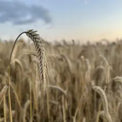 Kłos żyta na pierwszym planie, w tle pole zbóż i niebo. Obrazek sugeruje aktualne ceny żyta, które zależą od pogody i zbiorów.