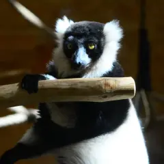 Czarno-biały lemur siedzi na gałęzi, jego oczy błyszczą. To jeden z gatunków, które są endemity Madagaskaru.