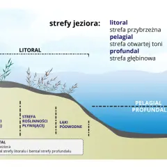 Ilustracja przedstawia strefy jeziora: litoral z roślinnością wynurzoną i pływającą, pelagial i profundal.