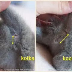 Rozpoznaj płeć kotka: Odległość i kształt to klucz!