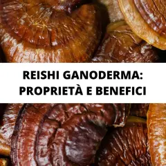Reishi Ganoderma: proprietà e benefici. Funghi medicinali noti per i loro effetti positivi sulla salute.