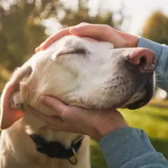 Delikatne głaskanie psa, który powoli odchodzi. Ostatnie chwile, miłość i spokój. Jak umiera labrador.