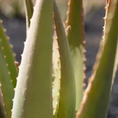 Primer plano de hojas de aloe vera, revelando sus espinas y la promesa de sus 10 beneficios.