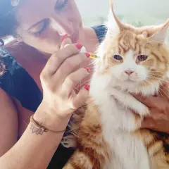 Kobieta podaje kotu, rudemu Maine Coonowi, krople oleju lnianego.