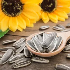 Sonnenblumenkerne trocknen auf einem Holzlöffel, umgeben von weiteren Kernen und zwei gelben Sonnenblumenblüten.