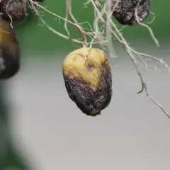 Petites pommes de terre jaunies et brunies, atteintes par un parasite, avec des racines fines.