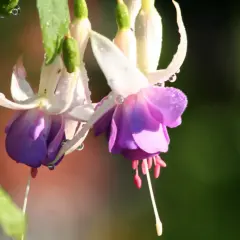 Två hängande fuchsia utomhus med daggdroppar på kronbladen.