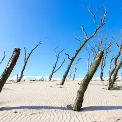 Suche kikuty drzew na piaszczystej wydmie, tworzące surrealistyczny krajobraz pustyni w Polsce nad morzem.