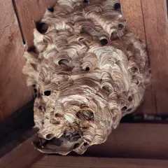 Detailaufnahme eines Hornissen Nestbaus unter Holzbalken. Die Wabenstruktur ist aus papierartigem Material gefertigt.