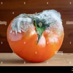 Pomodoro con botrite, muffa bianca e grigia che ricopre il picciolo e parte del frutto.