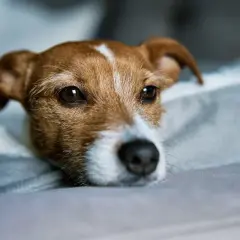 Un adorable chiot seul la journée, le regard triste, repose sur un coussin douillet.