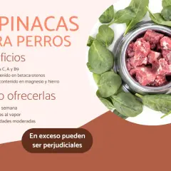 Un tazón de comida para perros rodeado de espinacas frescas. Los perros pueden comer espinacas, que aportan vitaminas y minerales esenciales.
