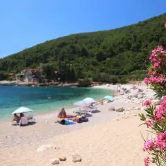 Kwiaty oleandra na pierwszym planie, w tle plaża z leżakami i parasolami, turkusowe morze i zielone wzgórza wyspy Korcula.
