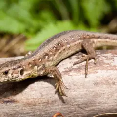 Lagartija de campo descansando sobre un tronco. ¿Cuanto vive una lagartija? Depende de la especie, pero suelen ser longevas.