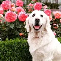 Owczarek niemiecki czy golden retriever – który pies jest lepszy dla Ciebie?