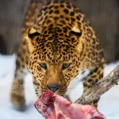 Leopardo con su pelaje moteado, comiendo carne cruda en la nieve. Así es como comen los leopardos.