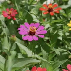 Bunte Zinnien blühen im Garten. Ein idealer zinnien standort ist sonnig und geschützt.