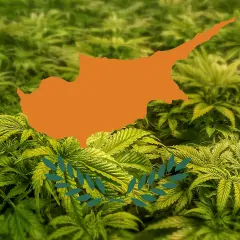 Marihuana na Cyprze: Legalna? Surowe prawo i CBD - poznaj fakty