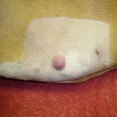 Widoczny mastocytoma u psa, różowy guzek na skórze, obok mniejsza zmiana.