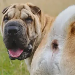 Mi perro tiene el ano irritado. ¿Qué le puedo poner? Un Shar Pei con la cola enroscada y el ano visible.