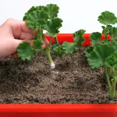 Dłoń sadzi ukorzenioną sadzonkę pelargonii do ziemi. Prosty sposób, jak zrobić sadzonki pelargonii.