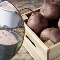 Gotowe buraczki na zimę w skrzynce, obok wiadra z piaskiem do ich przechowywania.
