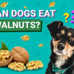 A curious dog looks at walnuts, wondering, "Can dogs eat walnuts?" The image features whole and shelled walnuts scattered around.