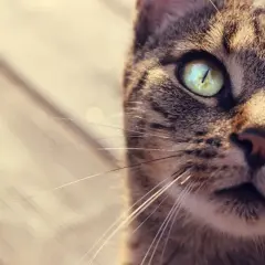 Cómo se llaman los bigotes de los gatos y su sorprendente función