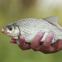 Une main tient un rotengle poisson aux reflets argentés, prêt à retourner à l'eau.