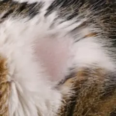 Zone de peau rose et lisse sur le flanc d'un chat tigré, indiquant une pelade chat.