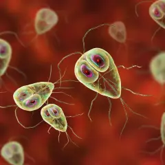 Mikroskopijne organizmy Giardia lamblia, które mogą powodować objawy lambliozy, takie jak biegunka i bóle brzucha.