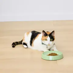 Chatte tricolore allongée près d'une gamelle remplie de croquettes. Elle attend patiemment sa dose.