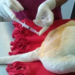 Veterinario administra anestesia para perros con jeringa.