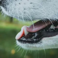 Zbliżenie na pysk psa, widać otwarty pysk, język i zęby. Może to być moment przed ugryzieniem psa.