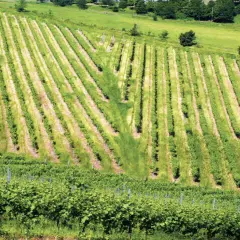 Vigneti rigogliosi sui Colli Bolognesi, dove il pignoletto cresce rigoglioso, con filari ordinati che scendono dolcemente.