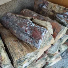 Stapel von Holzscheiten mit weißem Schimmel. Das Brennholz ist feucht und zeigt Anzeichen von Verfall.