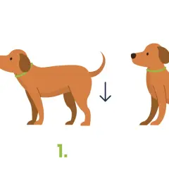 Ein Hund sitzt. Zuerst bekommt er ein Leckerli, dann sitzt er.