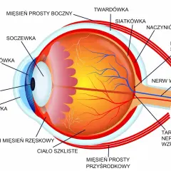 Schemat oka z zaznaczonymi elementami: soczewka, tęczówka, rogówka, ciało szkliste, nerw wzrokowy. Pokazuje mechanizm akomodacji oka.