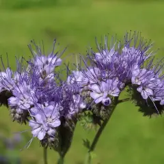 Fioletowe kwiaty facelii, idealnej rośliny na poplon, z licznymi pręcikami na tle zielonej łąki.