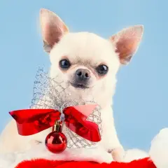 Urocza chihuahua w świątecznej czapce z kokardą i bombką. Idealna inspiracja na imiona dla suczek z bajek.