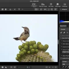 Ptak na kaktusie w programie NX Studio. Widok edycji zdjęcia z panelem histogramu i ustawień.