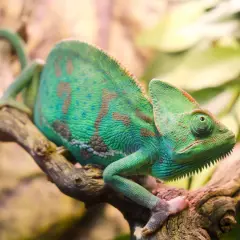 Zielony kameleon z brązowymi plamami siedzi na gałęzi. Zastanawiasz się, ile żyje kameleon?