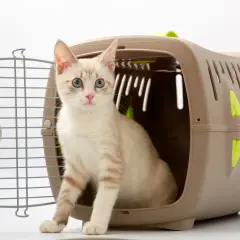 Transporter wiklinowy dla kota: Czy to najlepszy wybór dla pupila?