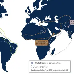 Map showing probable domestication sites and spread areas for different cotton species. G. hirsutum and G. barbadense are native to the Americas, while G. herbaceum and G. arboreum are native to Africa and Asia.