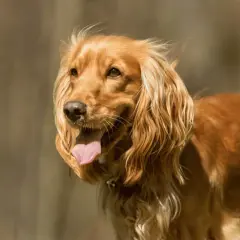 Cocker spaniel czy gubi sierść? Odkryj prawdę o linieniu tej rasy