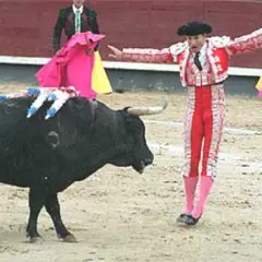 Un torero en traje de luces se enfrenta a un toro con banderillas en el lomo, durante el tercio de banderillas.