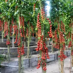 Tomatplantor med klasar av mogna röda körsbärstomater som hänger ner. Bilderna visar hur friska tomater ser ut, utan sjukdomar.