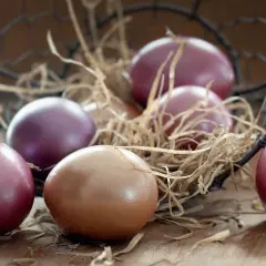 Œufs de poule Marans aux teintes pourpres et brunes, nichés dans un panier en paille sur fond de bois.